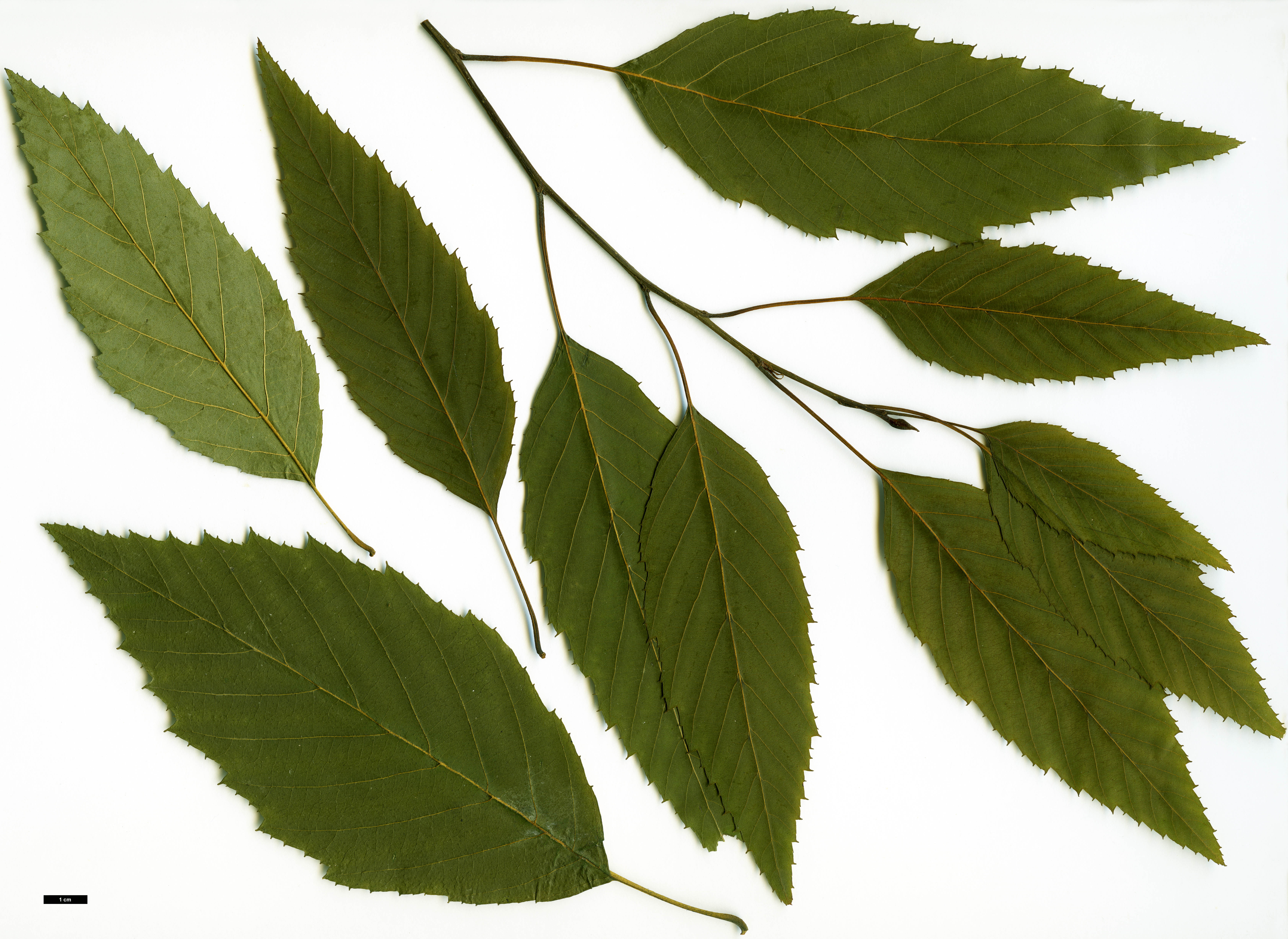 High resolution image: Family: Betulaceae - Genus: Alnus - Taxon: acuminata - SpeciesSub: subsp. glabrata